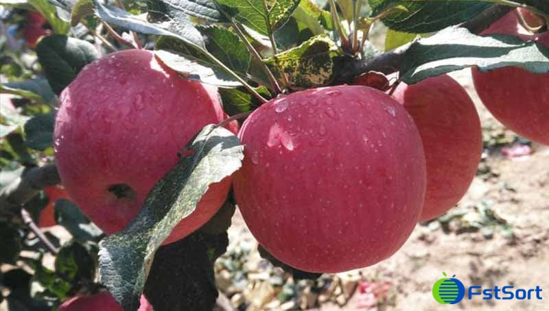 shannxi apples.jpg shannxi apples.jpg